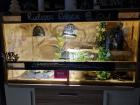 Terrarium voll ausgestattet mit Königspython